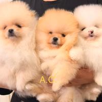 Spitz