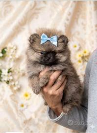 Cucciolo maschio di Spitz di pomerania