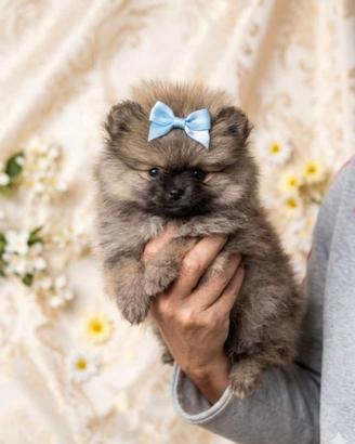 Cucciolo maschio di Spitz di pomerania