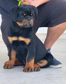 Rottweiler Cuccioli