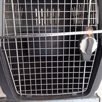 trasportino per cani 