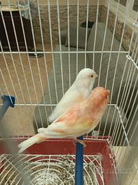 canarini cocoriti bengakini