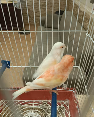 canarini cocoriti bengakini
