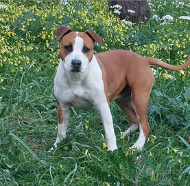 Amstaff femmina con pedigree per maschio