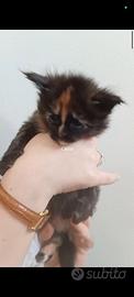 Cuccioli Maine Coon