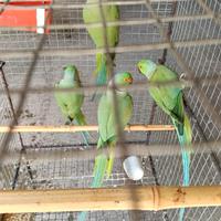 Parrocchetti dal collare