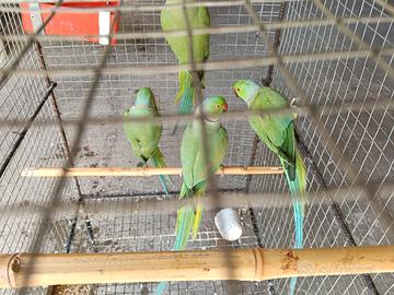 Parrocchetti dal collare