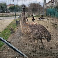Emu femmina adulta