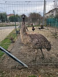 Emu femmina adulta
