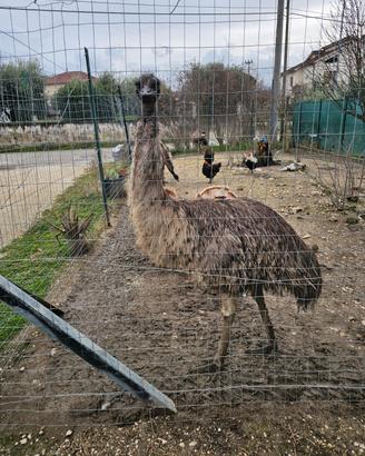 Emu femmina adulta