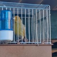 Canarini Timbrado Spagnolo