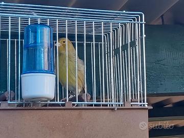 Canarini Timbrado Spagnolo