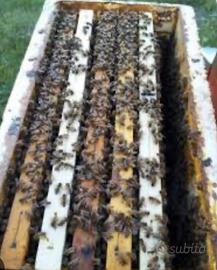 Nuclei api con regina selezionata