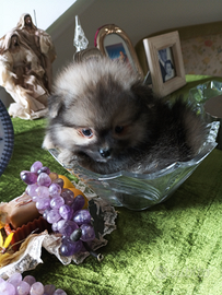 Spitz maschio consegna gratuita in Sicilia