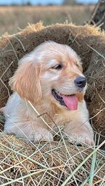 Allevamento Professionale "Golden Retrievers"