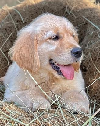 Allevamento Professionale "Golden Retrievers"
