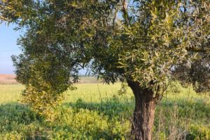 Villasor terreno con dieci piante d ulivo
