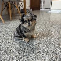 Cucciola femmina incrocio chihuahua 4 mesi Merle