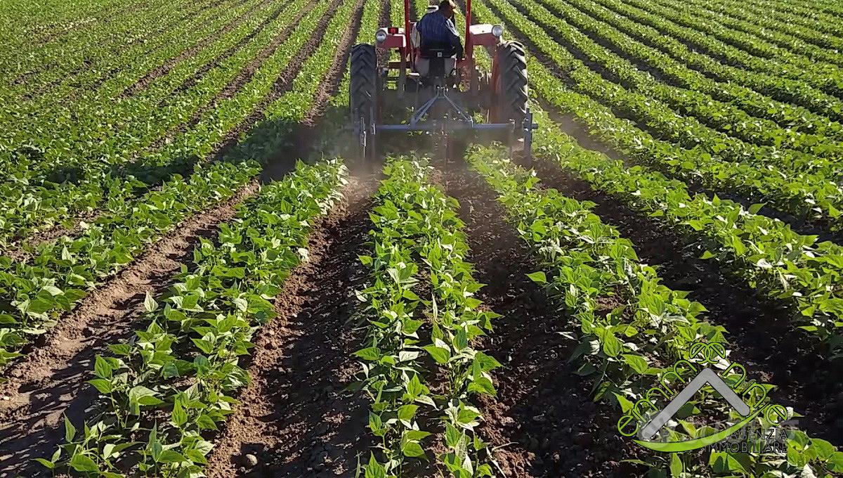 TERRENO AGRICOLO - Vista 5