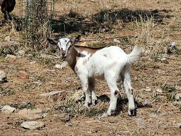 capretto nano tibetano maschio 