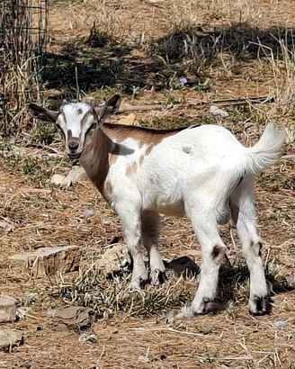 capretto nano tibetano maschio 