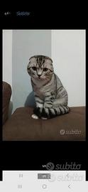 Gatto per accompagnamento