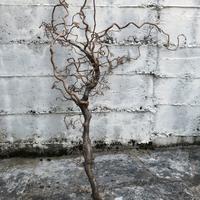 rami di nocciolo ornamentali