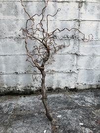 rami di nocciolo ornamentali