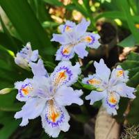 iris japponica