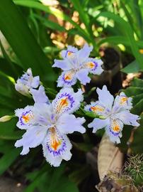 iris japponica