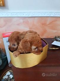 barboncini mini toy