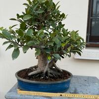 Bonsai di ficus retusa