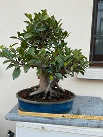 Bonsai di ficus retusa