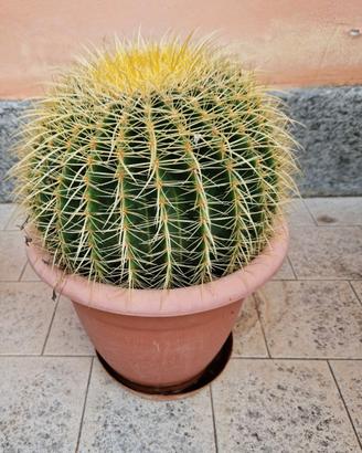 Echinocactus Grusonii Brevispinus