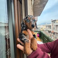 Cuccioli di bassotto Arlecchino silver