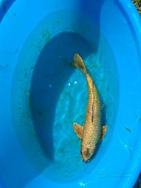 Carpa koi
