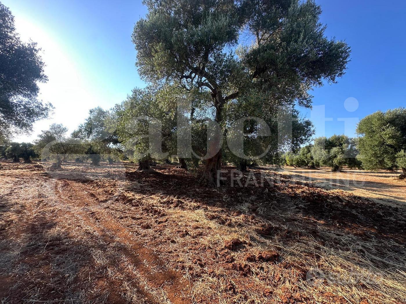 Terreno Agricolo Ostuni [Cod. rif 3331447VCG] - Vista 5