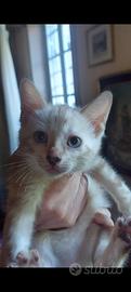 cuccioli di gatto bengala disponibili 