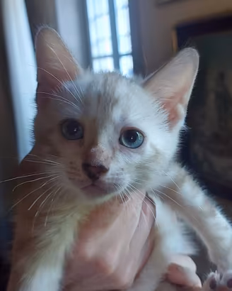 cuccioli di gatto bengala disponibili 
