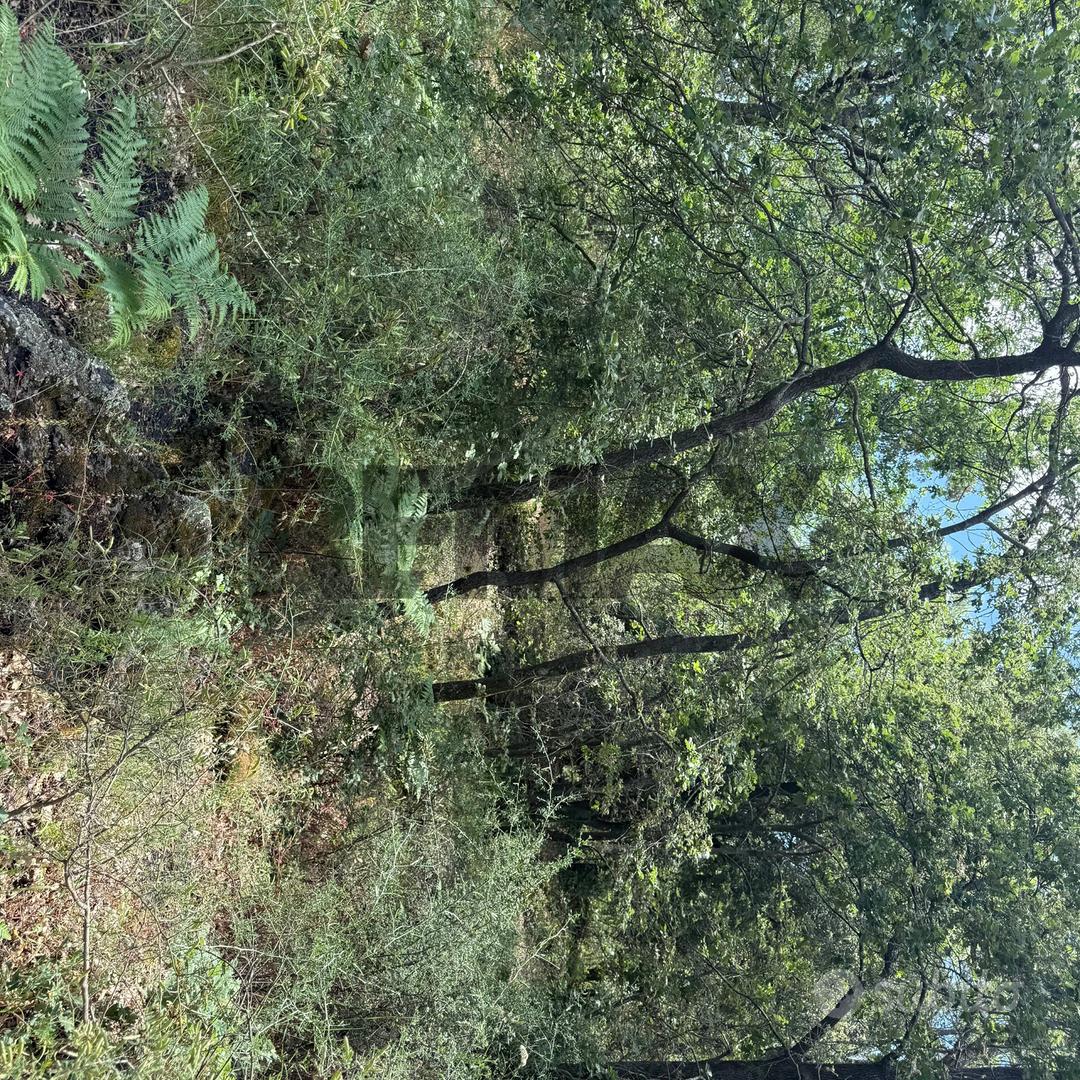 Terreno - Zafferana Etnea - Vista 3
