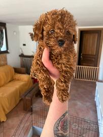 Cucciolo barboncino Red