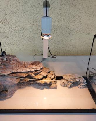 Acquario per tartarughe d'acqua