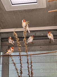 Vendita Cardellini, Ciuffolotti e Lucherini