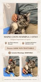 Maime coon
