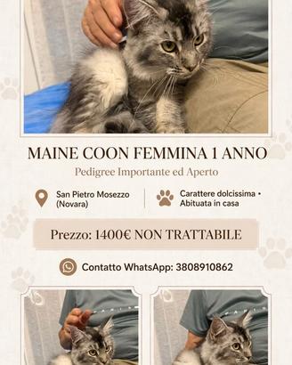 Maime coon