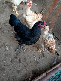 Galletti australorp