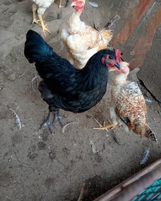 Galletti australorp