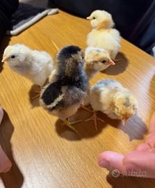 Pulcini di razze ornamentali