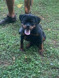 Cucciola Rottweiler