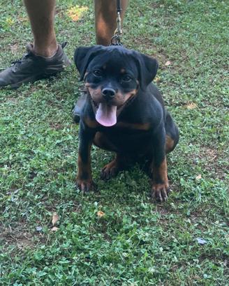 Cucciola Rottweiler